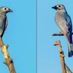 Mumbai: Rare white-lored ashy drongo spotted in city for the first time