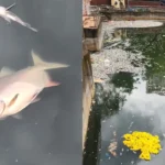 Mumbai: Hundreds of dead fish found floating in Malad’s Bhujale Lake