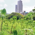 Only half of trees planted by metro authority in SGNP survived: State to SC