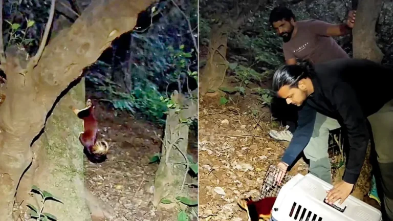 Maharashtra’s state animal rescued by trekker in Maval after being found injured